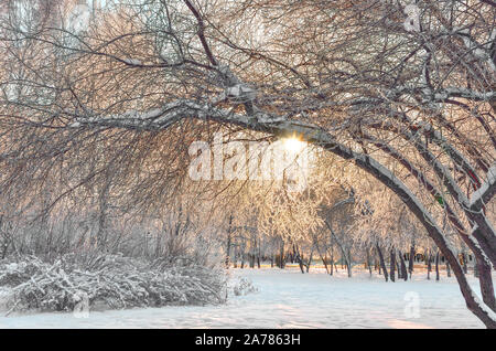 Paysage d'hiver au parc de la ville au lever du soleil - soleil brille à travers les branches des arbres couverts de givre. Rose chaud lumière du soleil à la neige gelée paysage urbain Banque D'Images