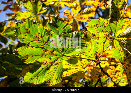Mineur de feuilles de châtaignier de cheval, feuilles infestées par le ravageur, couleurs d'automne Banque D'Images
