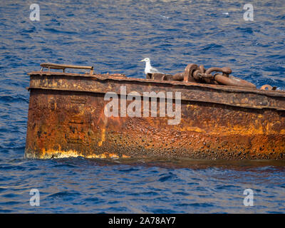 Un profil vue latérale d'une mouette debout sur l'acier rouillé mooring dans l'eau de mer calme Banque D'Images