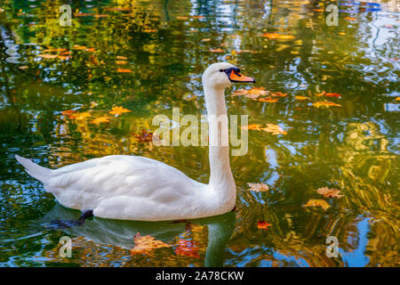 Scène d'automne d'un cygne gracieux nageant dans un lac. Droit Banque D'Images