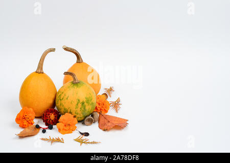 Composition d'automne arrière-plan. Tas de citrouilles, les fleurs, les feuilles et les graines sur du papier blanc avec le centre vide de texte .Vue de dessus, copiez l'espace, mise à plat . Banque D'Images