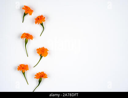 Arrière-plan de composition d'automne de chaîne verticale . Fleurs Oeillet sur du papier blanc .Vue de dessus, copiez l'espace, mise à plat . Banque D'Images