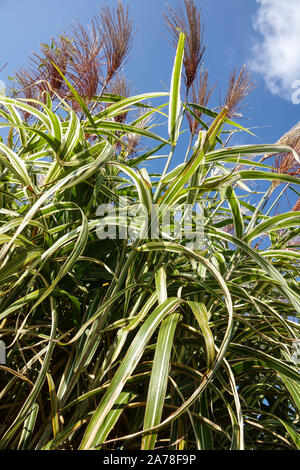 Miscanthus sinensis 'Cosmopolitan' Banque D'Images