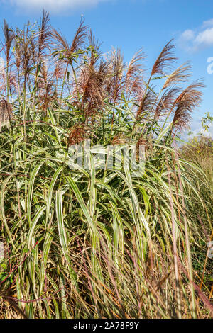 Miscanthus sinensis 'Cosmopolitan' Banque D'Images