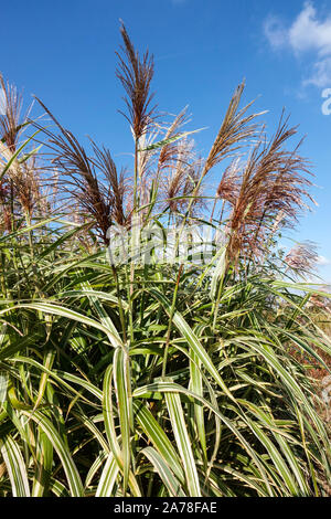 Miscanthus sinensis plantes vivaces 'Cosmopolitan' Banque D'Images