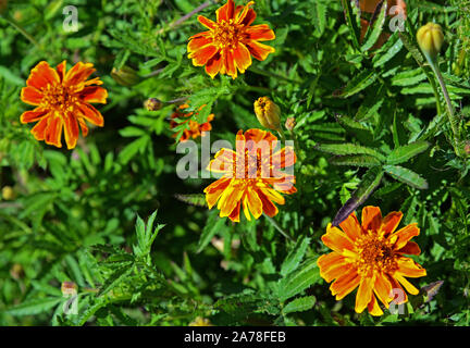Tagetes erecta ou Aztec, africaine, Mexicaine marigold. De belles fleurs de couleur orange en fleurs. Banque D'Images
