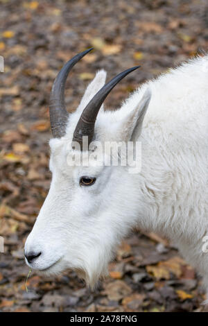 Portrait d'une chèvre des montagnes rocheuses Banque D'Images