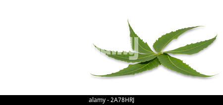 Les feuilles de neem médicinales isolated on white Banque D'Images