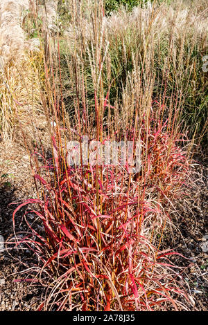 Miscanthus sinensis 'Ghana' Banque D'Images