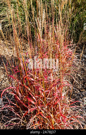 Miscanthus sinensis 'Ghana' Banque D'Images