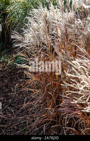 Miscanthus sinensis 'Ferner Osten' herbe automne Banque D'Images