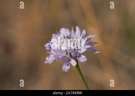 Fleurs violettes de Cephalaria usine transsylvanica Banque D'Images
