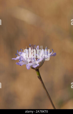 Fleurs violettes de Cephalaria usine transsylvanica Banque D'Images