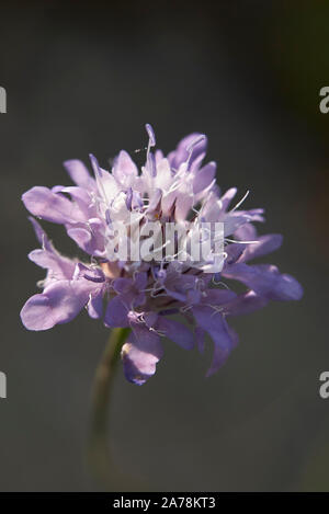 Fleurs violettes de Cephalaria usine transsylvanica Banque D'Images