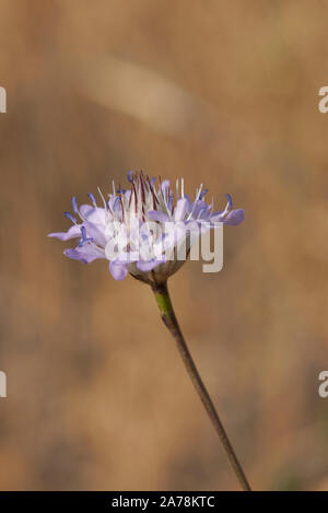 Fleurs violettes de Cephalaria usine transsylvanica Banque D'Images