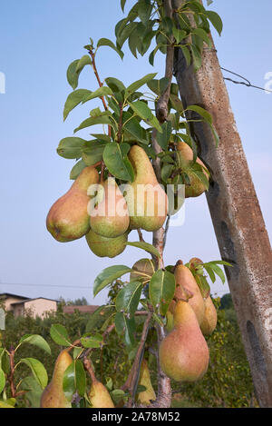 Pyrus communis orchard en Italie Banque D'Images