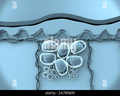 Les cellules de graisse, de haute qualité de rendu 3D de cellules adipeuses, le cholestérol dans les cellules d'un Banque D'Images