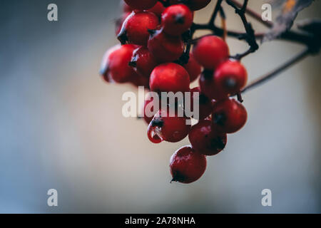 Berry Rowan Tree avec réflecteur pour la goutte d'eau suspendue à l'un des petits fruits Banque D'Images