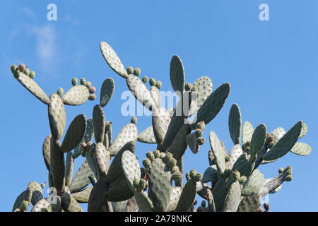 Paysage de cactus. La culture des cactus. Champ de cactus. Les sabres, les fruits d'Opuntia ficus-indica. Barbary fig, figuier de barbarie, cactus inerme ou épineuse Banque D'Images