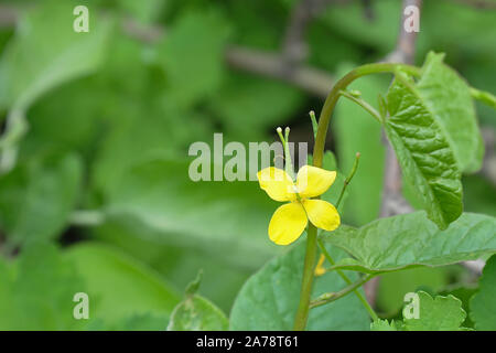 Les fleurs jaunes de la plante médicinale chélidoine est sur un fond naturel. Chelidonium. Selective focus Banque D'Images