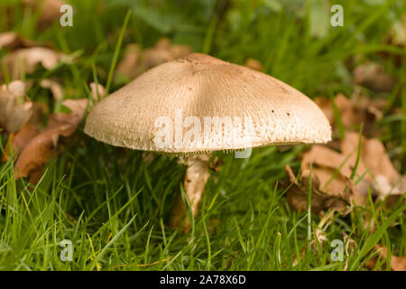 Nom latin Coulemelle Macrolepiota procera des organes de fructification d'un champignon comestible que l'on trouve couramment dans les prairies ouvertes Banque D'Images