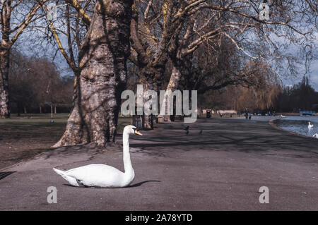 Swan assis sur le trottoir à Regent's Park, Londres, par un après-midi ensoleillé. Banque D'Images