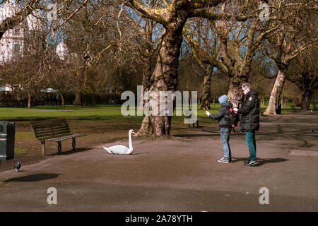 Londres, Royaume-Uni - 20 mars 2018 : Les gens s'arrêter et prendre des photos d'un cygne assis sur le trottoir à Regent's Park, Londres, par un après-midi ensoleillé. Banque D'Images