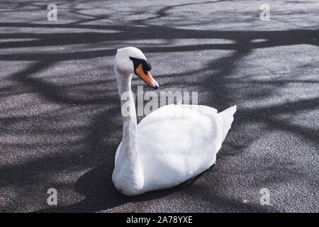 Swan assis sur le trottoir à Regent's Park, Londres, par un après-midi ensoleillé. Banque D'Images