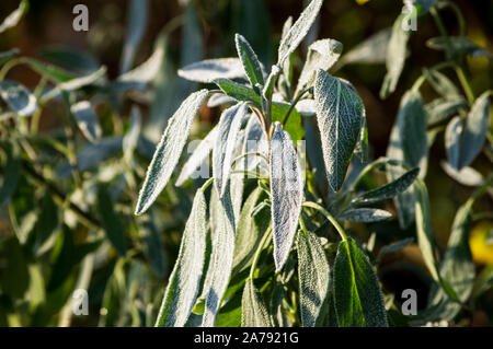 Givre sur les feuilles de sauge verte en octobre frost et chaude lumière du matin Banque D'Images