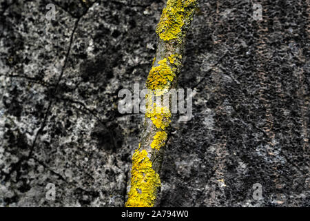 Lichens sur une branche en face d'un vieux mur Banque D'Images