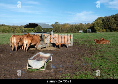 Vaches limousines et les mollets se nourrissent de foin dans le pré campagne Luxembourg Banque D'Images