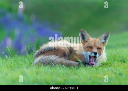 American Red Fox (Vulpes vulpes), le bâillement, en Amérique du Nord, par Dominique Braud/Dembinsky Assoc Photo Banque D'Images