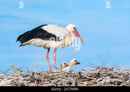 Cigogne Blanche (Ciconia ciconia) et les oisillons au nid, Pont-de-Gau, parc ornithologique de Camargue, France, par Dominique Braud/Dembinsky Assoc Photo Banque D'Images