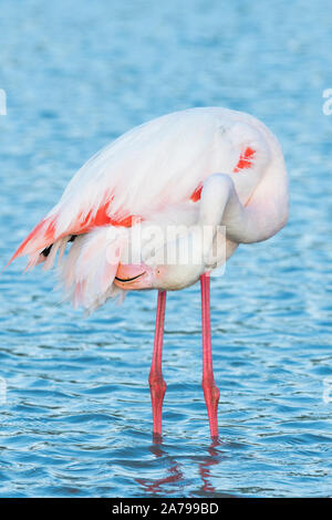 Flamant rose (Phoenicopterus roseus) lissage, Camargue, France, début mai, par Dominique Braud/Dembinsky Assoc Photo Banque D'Images