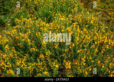 Fleurs jaunes fleurs sur gorge buisson Angleterre Royaume-Uni GB Grande-Bretagne Banque D'Images