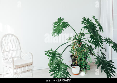 Grande plante verte dans l'intérieur de l'office blanc Banque D'Images