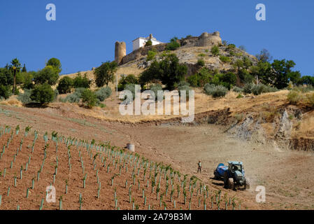 En prenant un bowser à l'eau nouvelle de vigne sur le terrain en contrebas du château. Et au milieu de la terre est archi-sèche. Carcabuey, Cordoba Province, l'Andalousie. Espagne Banque D'Images