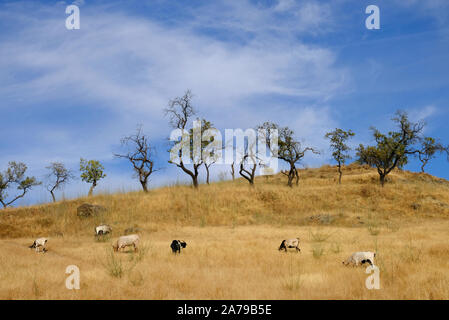 Le pâturage des chèvres sur summertime séché l'herbe sur la colline Cerro Moro (Maures) au-dessus de Carcabuey, Cordoba Province, Andalousie, Espagne Banque D'Images