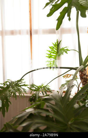 Grande plante verte dans l'intérieur de l'office blanc Banque D'Images