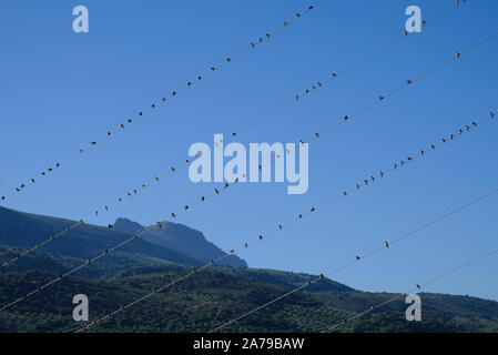 Rassemblement de House Martins, reposant sur la migration vers l'Afrique. Ils sont à seulement 125 miles de Gibraltar près d'où ils traverseront les Straights pour le Maroc. Banque D'Images