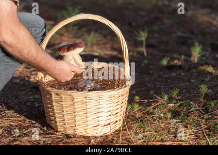 Homme avec panier en osier la collecte de champignons dans la forêt. Automne nature . Banque D'Images