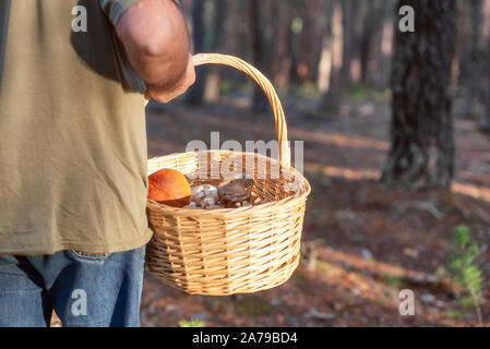 Homme avec panier en osier la collecte de champignons dans la forêt. Automne nature . Banque D'Images