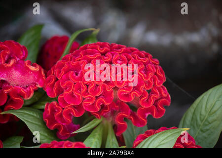 Cockscomb, Chinois, fleur de laine Celosia argentea L. var. cristata L. Kuntze Banque D'Images