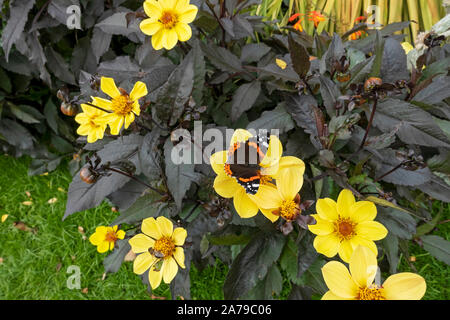 Papillon amiral rouge sur dahlia dahlias jaune fleur plante fleurs dans jardin d'été Angleterre Royaume-Uni Grande-Bretagne Banque D'Images