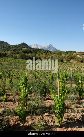 Un petit vignoble vignerons dans la gamme de montagne Supramonte paysage de la campagne de l'intérieur de la province de Nuoro dans la région Sardaigne Italie Europe Banque D'Images