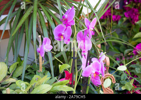 Close-up of Pink Moon belle orchidée Phalaenopsis amabilis sur fond vert Banque D'Images