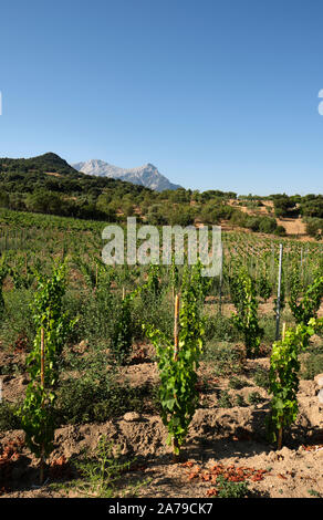 Un petit vignoble vignerons dans la gamme de montagne Supramonte paysage de la campagne de l'intérieur de la province de Nuoro dans la région Sardaigne Italie Europe Banque D'Images
