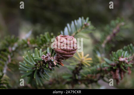 Korean Fir Cone en hiver Banque D'Images