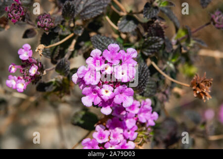 Lantana en fleurs fleurs en hiver Banque D'Images