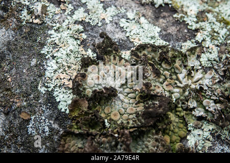 La tripe de roche sur la croissance des lichens en hiver Rock Banque D'Images